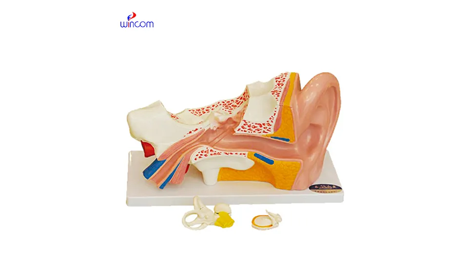 ແບບຈໍາລອງສາມມິຕິທາງການແພດ